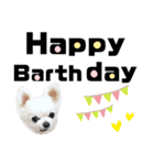 かわいいチワワのべべちゃん（個別スタンプ：38）
