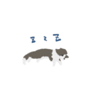 しゃべらないボーダーコリー（個別スタンプ：1）