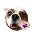 キャバリア♡オリバー⑦（個別スタンプ：1）