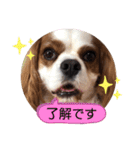 キャバリア♡オリバー⑦（個別スタンプ：2）