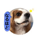 キャバリア♡オリバー⑦（個別スタンプ：3）