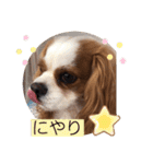 キャバリア♡オリバー⑦（個別スタンプ：4）