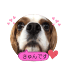 キャバリア♡オリバー⑦（個別スタンプ：6）