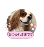 キャバリア♡オリバー⑦（個別スタンプ：7）