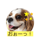 キャバリア♡オリバー⑦（個別スタンプ：8）