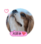 キャバリア♡オリバー⑦（個別スタンプ：9）