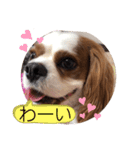 キャバリア♡オリバー⑦（個別スタンプ：11）