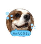キャバリア♡オリバー⑦（個別スタンプ：12）