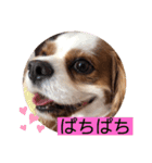 キャバリア♡オリバー⑦（個別スタンプ：13）