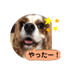 キャバリア♡オリバー⑦（個別スタンプ：15）