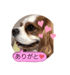 キャバリア♡オリバー⑦（個別スタンプ：16）