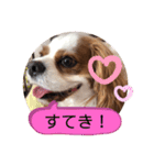 キャバリア♡オリバー⑦（個別スタンプ：24）