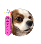 キャバリア♡オリバー⑦（個別スタンプ：27）