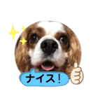 キャバリア♡オリバー⑦（個別スタンプ：34）