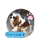 キャバリア♡オリバー⑦（個別スタンプ：39）