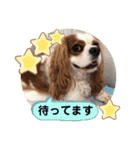 キャバリア♡オリバー⑦（個別スタンプ：40）