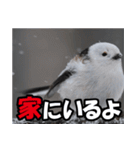 シマエナガ★笑福来（個別スタンプ：1）