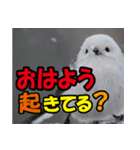 シマエナガ★笑福来（個別スタンプ：3）