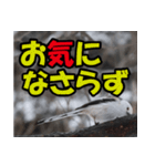 シマエナガ★笑福来（個別スタンプ：4）