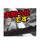 シマエナガ★笑福来（個別スタンプ：5）