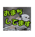 シマエナガ★笑福来（個別スタンプ：6）