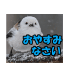シマエナガ★笑福来（個別スタンプ：7）