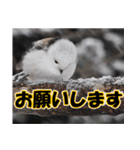 シマエナガ★笑福来（個別スタンプ：8）
