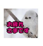 シマエナガ★笑福来（個別スタンプ：10）