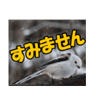 シマエナガ★笑福来（個別スタンプ：11）