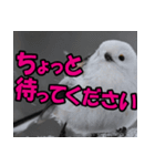 シマエナガ★笑福来（個別スタンプ：12）
