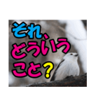 シマエナガ★笑福来（個別スタンプ：13）