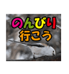 シマエナガ★笑福来（個別スタンプ：14）