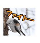 シマエナガ★笑福来（個別スタンプ：15）