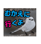 シマエナガ★笑福来（個別スタンプ：17）
