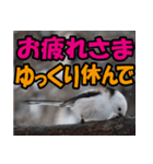 シマエナガ★笑福来（個別スタンプ：19）