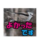 シマエナガ★笑福来（個別スタンプ：20）
