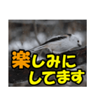 シマエナガ★笑福来（個別スタンプ：21）