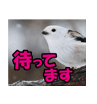 シマエナガ★笑福来（個別スタンプ：23）