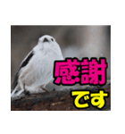 シマエナガ★笑福来（個別スタンプ：24）