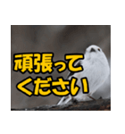 シマエナガ★笑福来（個別スタンプ：25）