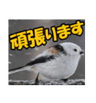 シマエナガ★笑福来（個別スタンプ：26）