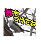シマエナガ★笑福来（個別スタンプ：27）