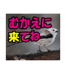 シマエナガ★笑福来（個別スタンプ：28）