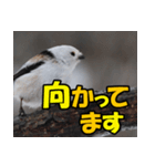 シマエナガ★笑福来（個別スタンプ：29）