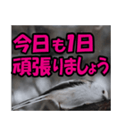 シマエナガ★笑福来（個別スタンプ：30）