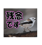 シマエナガ★笑福来（個別スタンプ：31）