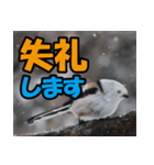 シマエナガ★笑福来（個別スタンプ：32）