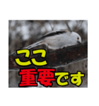 シマエナガ★笑福来（個別スタンプ：34）