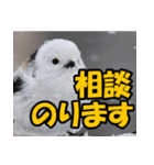 シマエナガ★笑福来（個別スタンプ：36）