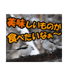 シマエナガ★笑福来（個別スタンプ：38）